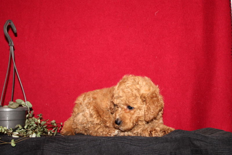 puppy, for, sale, Mini GoldenDoodle F2BB, Matthew B. Stoltzfus, dog, breeder, Gap, PA, dog-breeder, puppy-for-sale, forsale, nearby, find, puppyfind, locator, puppylocator, aca